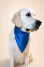 Mulberry Silk Bandana